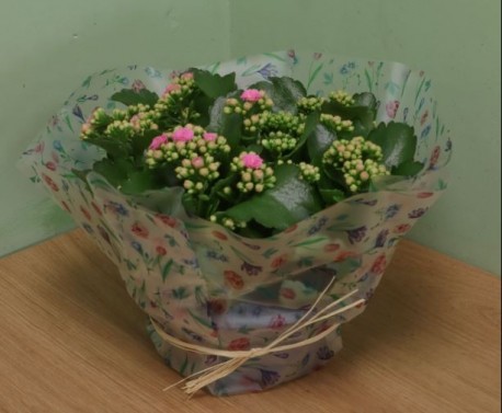 Grand Kalanchoe