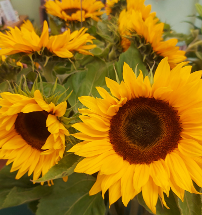 Simply Sunflowers - Order sunflowers online for same day delivery in Whitley Bay by The Garden Shop Florist.