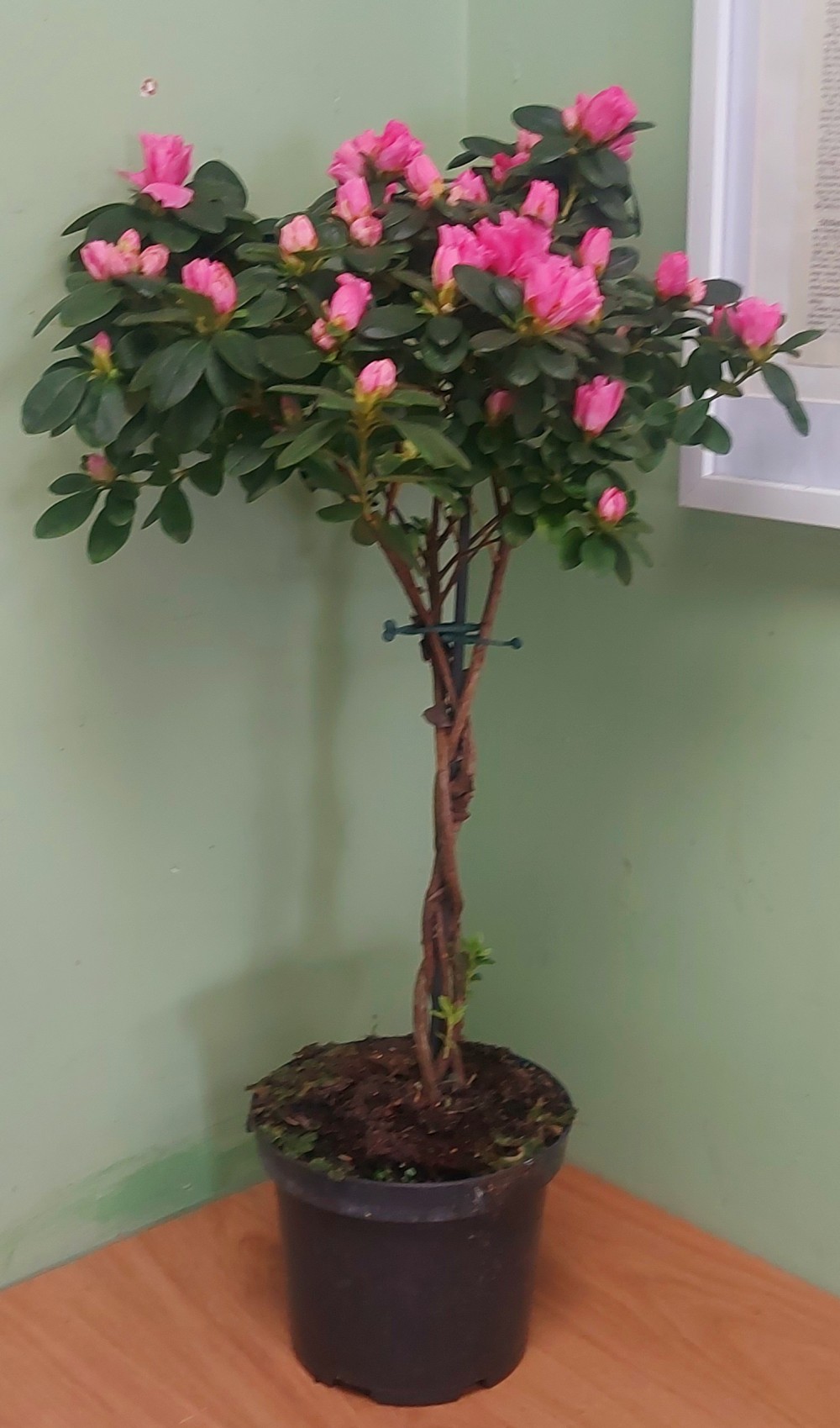 Azalea Tree