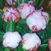 Simply Peonies