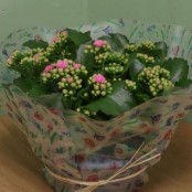 Grand Kalanchoe