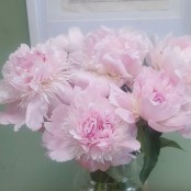 Simply Peonies (vase not included)
